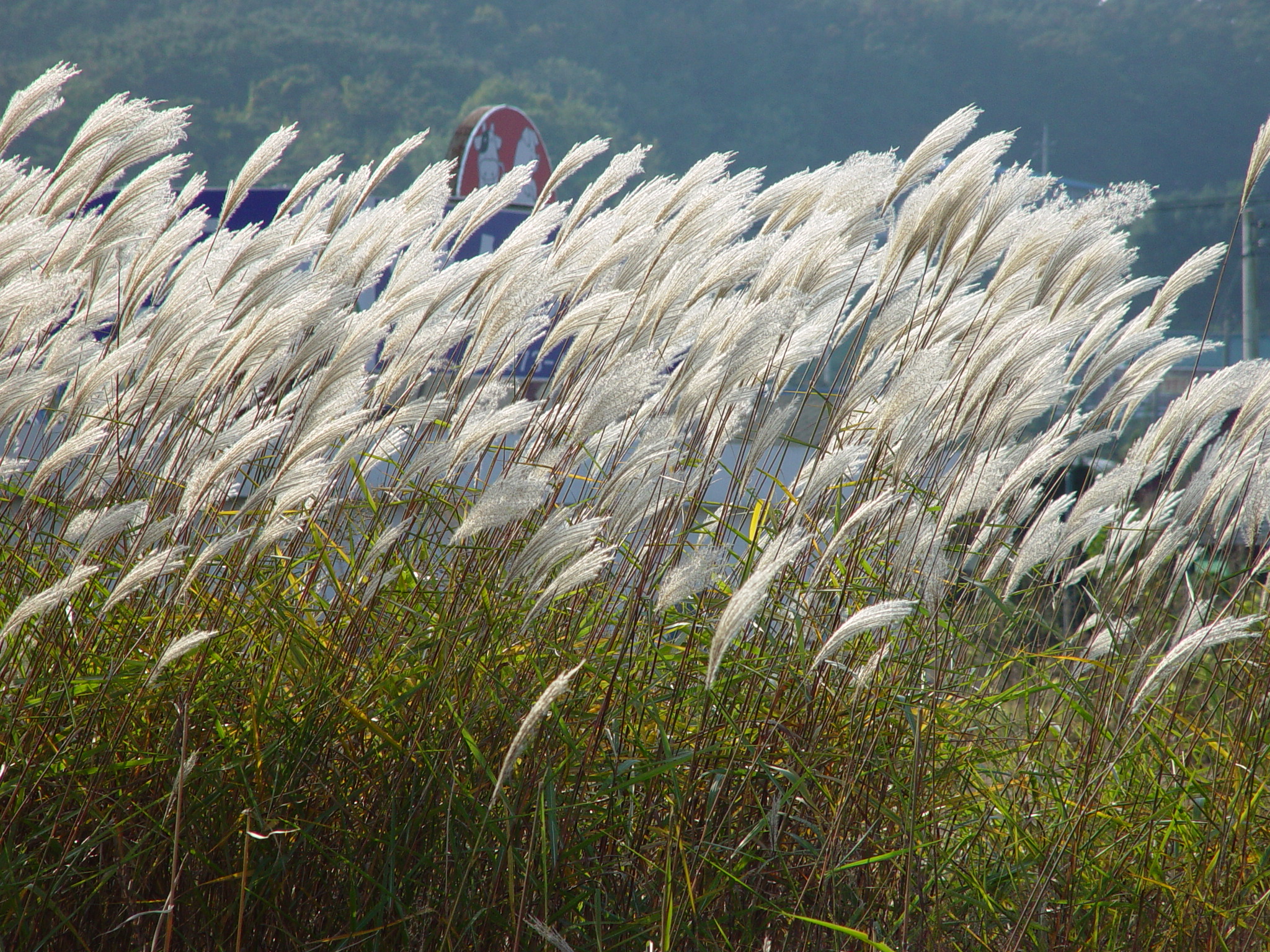 Miscanthus saccharifloru